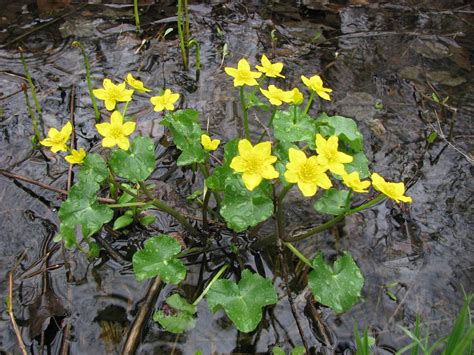 Marsh Marigold Caltha Palustris Dan Perkins Flickr