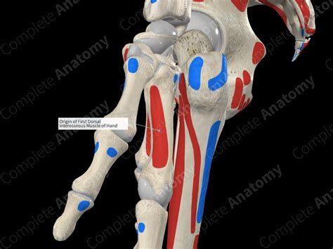 Origin Of First Dorsal Interosseous Muscle Of Hand Complete Anatomy