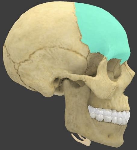 Biol L Bones Of The Skull Flashcards Quizlet