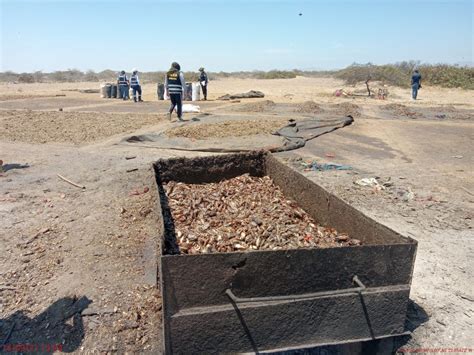 Destruyen más de 20 toneladas de residuos de pescado en Talara