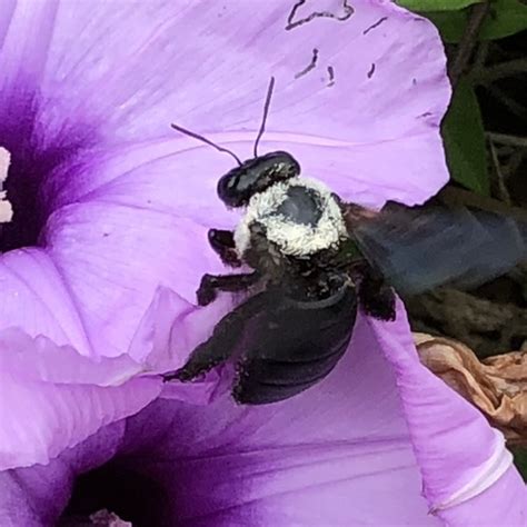 Pale Thorax Carpenter Xylocopa Phalothorax INaturalist