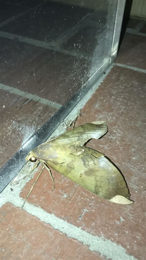 Sphinx Moth? : r/Entomology