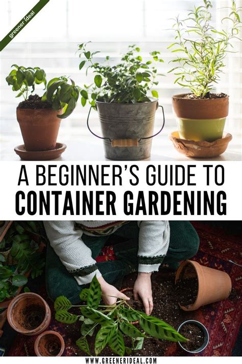 A Beginner's Guide to Container Gardening