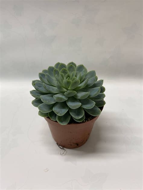 Echeveria Elegans MIL Y PICO PLANTAS