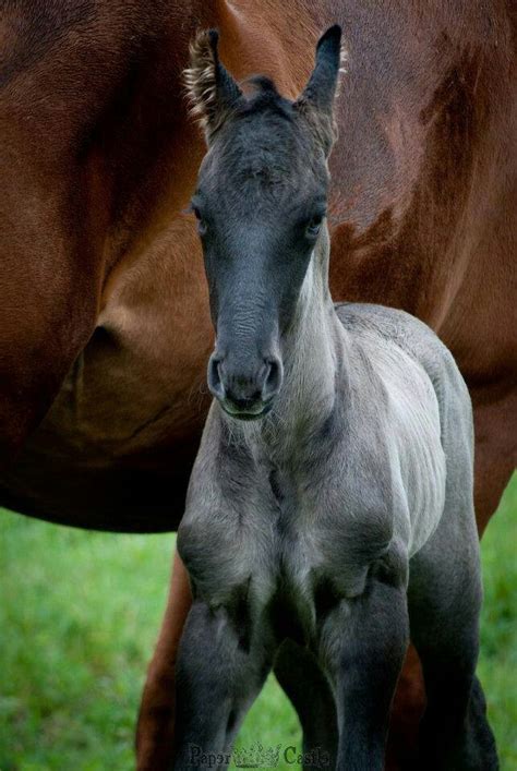 Baby Blue Roan( | Horses | Pinterest