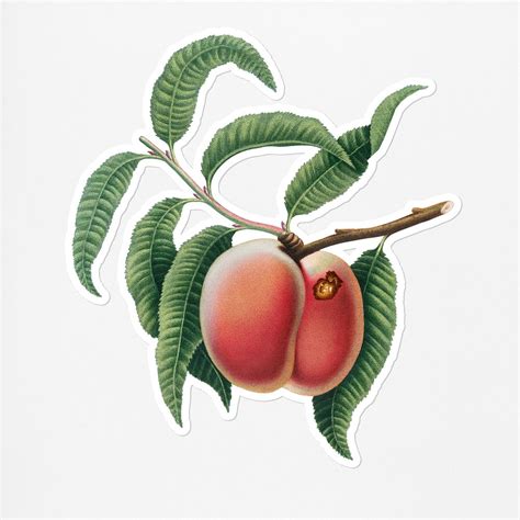 Hand Drawn Peach Fruit Sticker Premium Psd Rawpixel