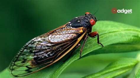 Millions Of Cicadas From Brood Xiii And Xix Witness Historic