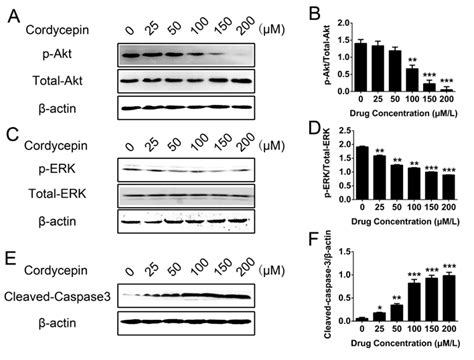 Western Blot Analysis Of P TotalAkt PERK TotalERK And Cleaved