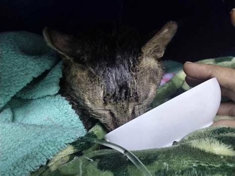 Aparecen dueños de gato rescatado de voraz incendio en CDMX