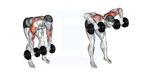 Dumbbell Bent Over Face Pull - Guide, Benefits, and Form