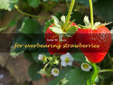 A Comprehensive Guide To Caring For Everbearing Strawberries Shuncy