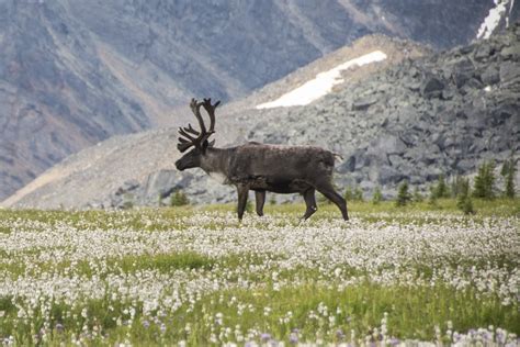 New Research Shows Indigenous Led Conservation Forging A New Recovery