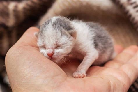 Soins Des Chatons Apr S La Naissance Alimentation Et Sevrage