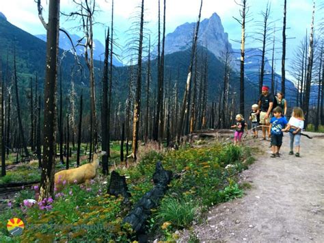 The Best Hikes In Glacier National Park Artofit