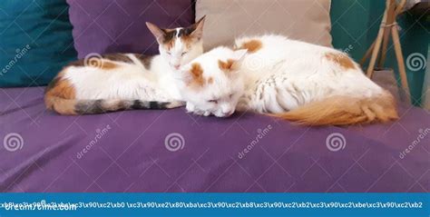 CATS in HuggingðŸ ± stock image. Image of textile, mammal - 255728803