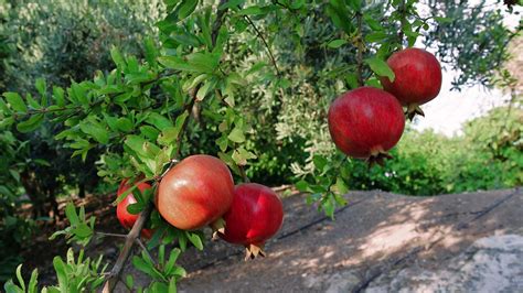 Pomegranate Tree Stock Video Footage for Free Download