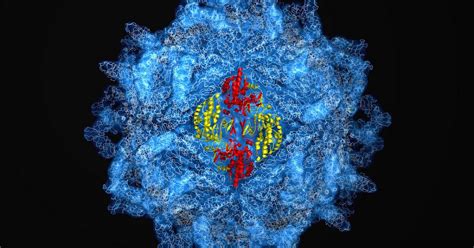 large picture blog capsid  high resolution