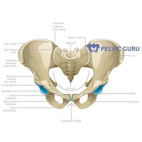 The Pelvic Floor Mula Bandha And Root And Sacral Chakra Laura Meihofer