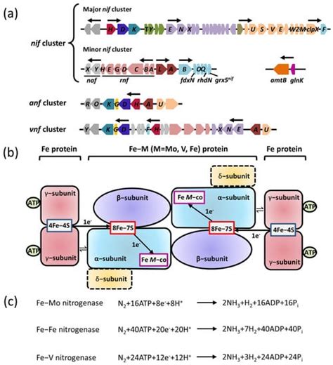 Ijms Free Full Text Molecular Mechanism And Agricultural