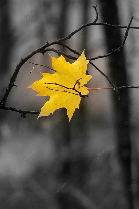 Last Leaf Maple Last Leaves Photo Background And Picture For Free ...