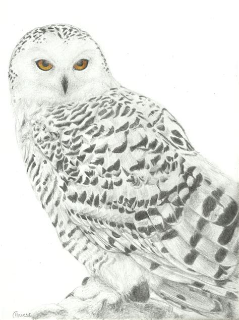 Snowy Owl Drawing at PaintingValley.com | Explore collection of Snowy ...