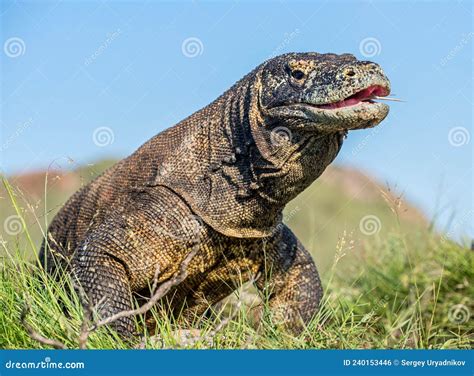 El Drag N Komodo Varanus Komodoensis Levant La Cabeza Con Boca Abierta