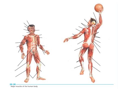 Major muscles of the human body Quiz