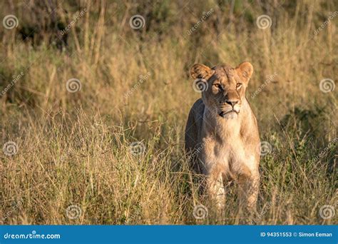 A Female Lion Walking In The Grass Stock Image Image Of Panthera