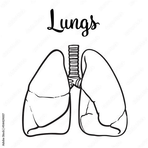 Sketch the lungs, vector sketch hand-drawn illustration isolated on ...