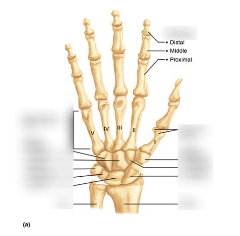 Wrist and Hand Bones Diagram | Quizlet