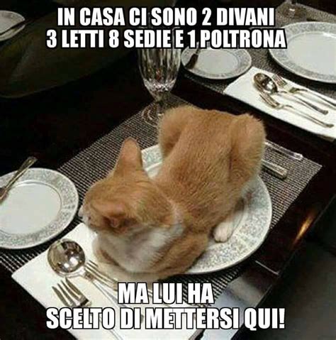 Gatto De Vicensa Che Capisse Ea Situassion Funny Animal Memes Dog