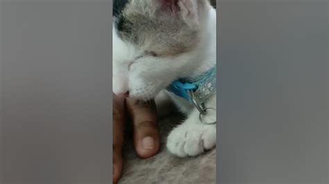 Brave Kitty Sleeping 😴😴😁😍🙀😘🎉🥰😻😻😻😻 Catlovers Cat Kittenfunnyvideo