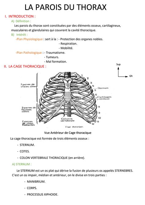 SOLUTION Anatomie De La Cage Thoracique Studypool