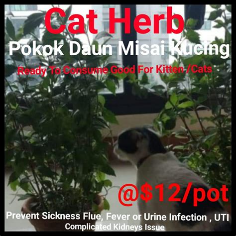 Pokok Misai Kucing Plant Prevent Flue Fever And Urine Infection Or UTI