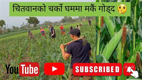 Chitwan Ko Gharmima Diuso Makai Godda K Vayo YouTube