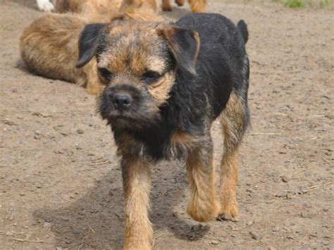 Angélique Gregoratti Élevage de Border Terrier à Noues de Sienne