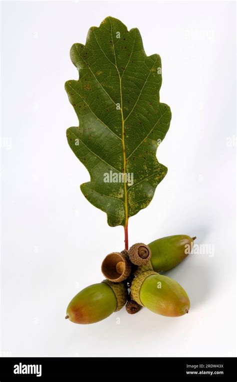 English Oak Quercus Robur Acorns Stock Photo Alamy