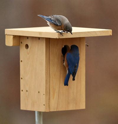 Bluebirding Basics Sialis Org Info On Bluebirds Other Small Cavity