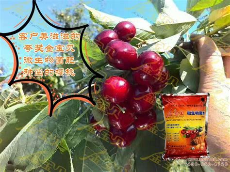 客户美滋滋的夸奖金宝贝微生物菌肥种出的樱桃