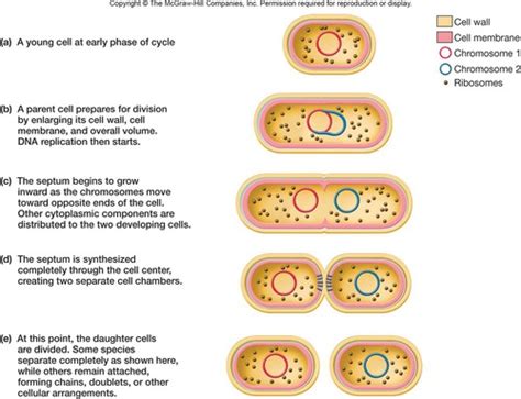 Microbiology Ch 7 Cell Growth Flashcards Quizlet