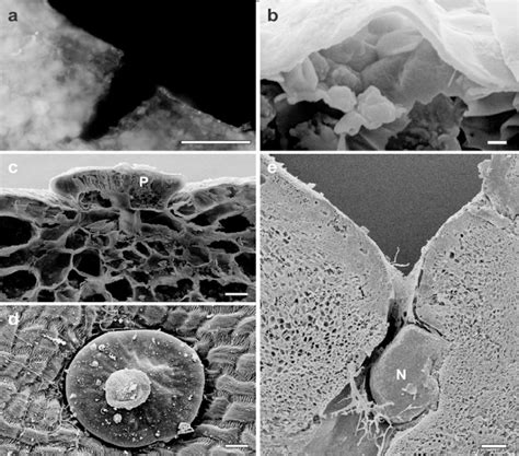 Scanning Electron Micrographs Sem And Light Microscope Photographs