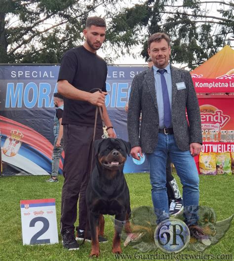 Lendo Of Nicolas Lion Guardian Rottweilers