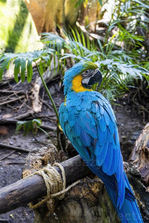 Ara Ararauna Colorful Of Scarlet Macaw Birds Feathers With Red Yellow