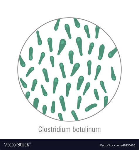 Clostridium Botulinum Bacteria