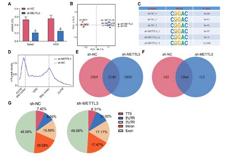 The M6a Patterns In Os Cells After Knockdown Of Mettl3 A M6a