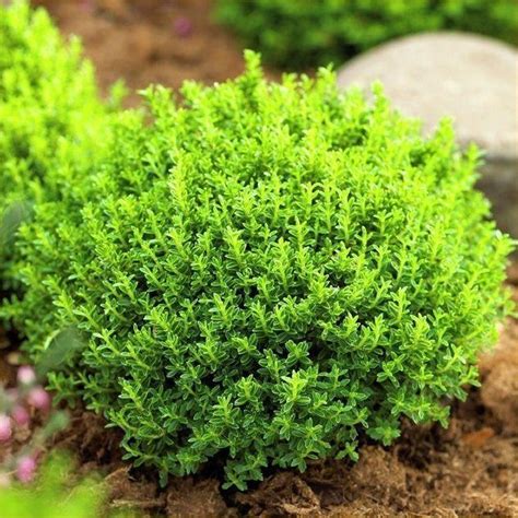 Special Deal Hebe Emerald Green Globe Pack Of Three Plants