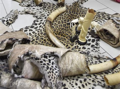 Not Just Wuhans Wet Markets Illegal Wildlife Trade Is A Thriving