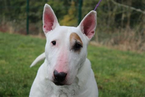 Rehoming Dogs Trust Dogs Trust English Bull Terriers Bull Terrier