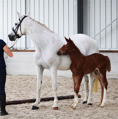 Conseil Des Chevaux Hauts De France Inscriptions Catalogue