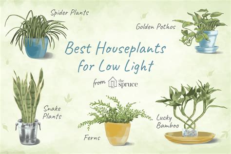 7 Recommended Houseplants For Low Light Conditions